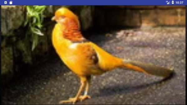 Bird Wallpapers: Beautiful Bird Images, Bird Pics screenshot 5