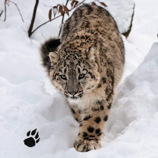 Snow Leopard Chase Simulator 1.0