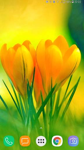 Flower Wallpaper screenshot 4