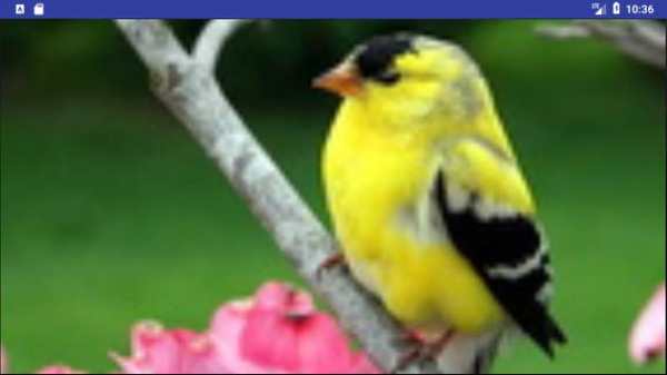 Bird Wallpapers: Beautiful Bird Images, Bird Pics screenshot 9