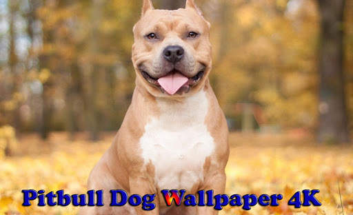 Pitbull Dog Wallpaper 4K screenshot 1