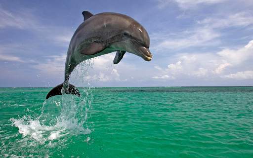 Dolphin Wallpapers HD (backgrounds & themes) screenshot 8