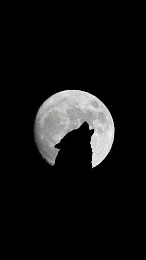 Wolf Wallpapers: Cool Animal Backgrounds Free screenshot 2