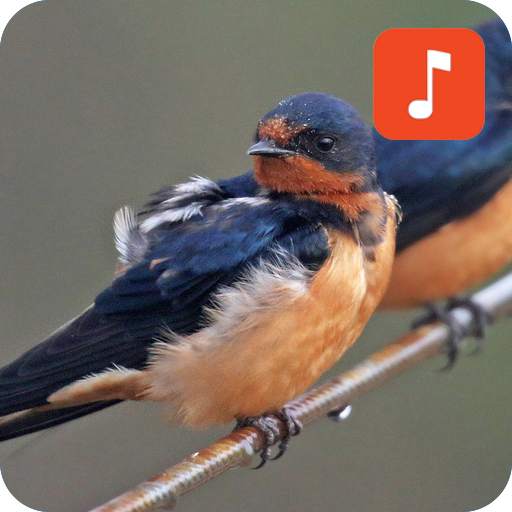 Swallow Bird Calls 1.0.2