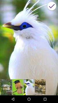 4K Garden Birds Lock Screen Wallpaper screenshot 7