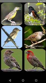 Bird Sounds screenshot 1
