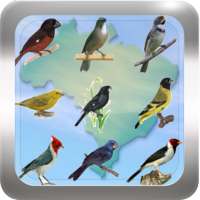 Canto de Pássaros Brasileiros on 9Apps