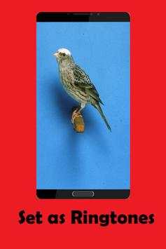Canary bird Sounds screenshot 2