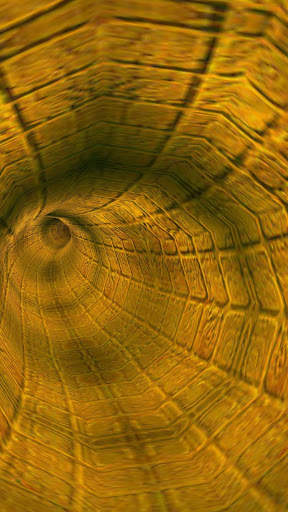 Hypnoplasma Tunnels screenshot 7
