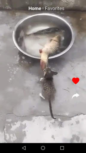 Kit Kot : Funny Cat Videos screenshot 4