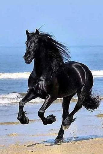 خيول المجد العربي скриншот 1