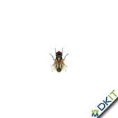 Live Wallpaper Creepy Crawlies 1.8