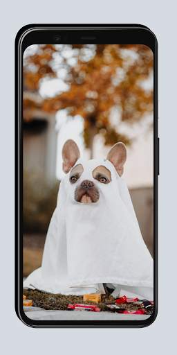 Funny Wallpapers screenshot 4