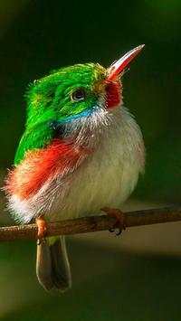 Birds Wallpapers HD screenshot 2
