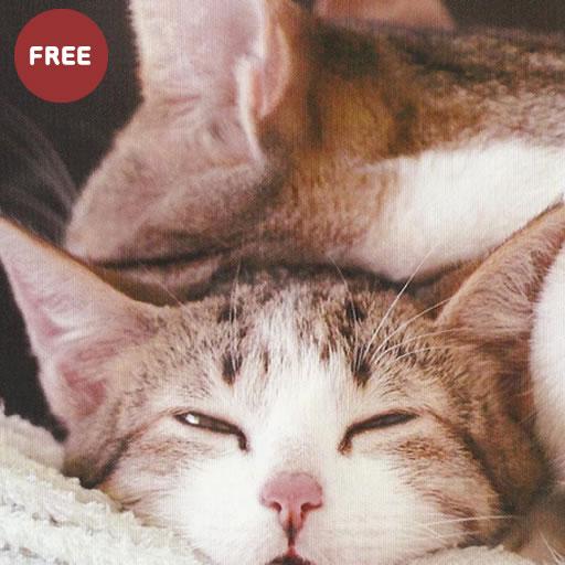 Cat wallpaper icon