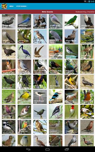 African Birds Sounds Free screenshot 18