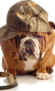 Funny cats and dogs Puzzles screenshot 3