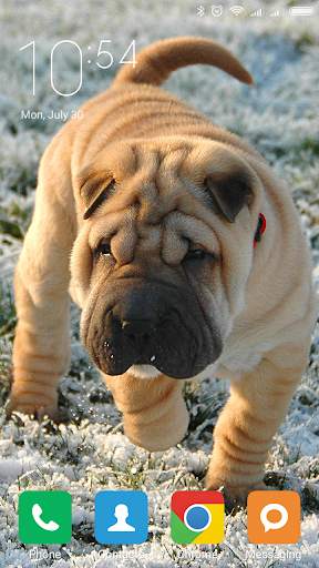 Shar Pei Wallpapers screenshot 2