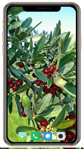 Fruit Trees Wallpaper HD screenshot 14