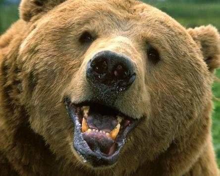 Brown Bear Jigsaw Puzzles screenshot 5