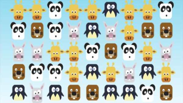 Animales Crush Kids screenshot 5