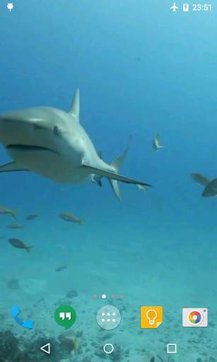 Sharks Live Wallpaper screenshot 4