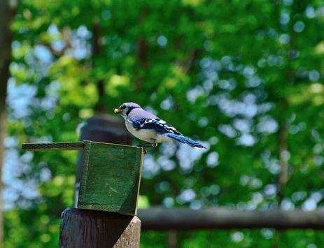 bird sounds screenshot 10