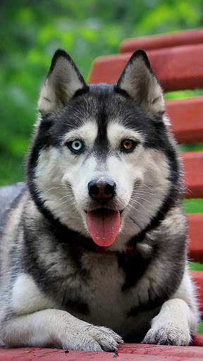 Husky Live Wallpaper screenshot 1