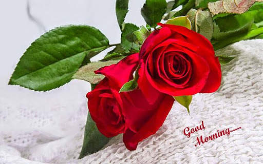 Good morning Flower Images Colorful Roses 4K 1 تصوير الشاشة