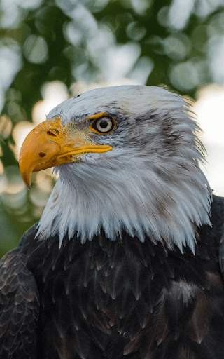 Eagle Live Wallpaper HD screenshot 5