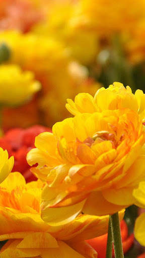 Flowers Wallpapers HD 2021 screenshot 4