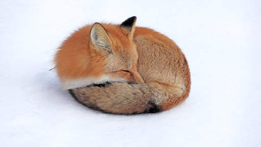 Fox Live Wallpaper (Wallpapers & Backgrounds) screenshot 4