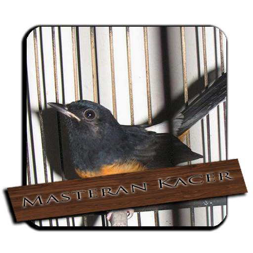 Suara Murai Batu Gacor 1.2
