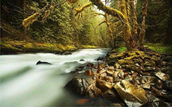 Forest Gallery live wallpaper screenshot 5