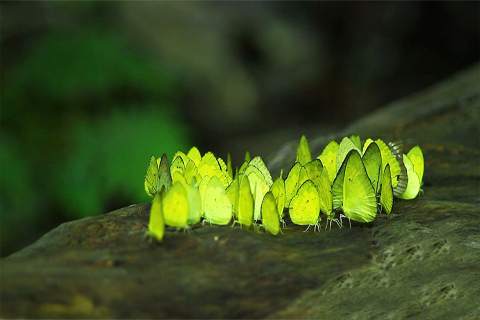 Kamera VIVO V11 screenshot 4