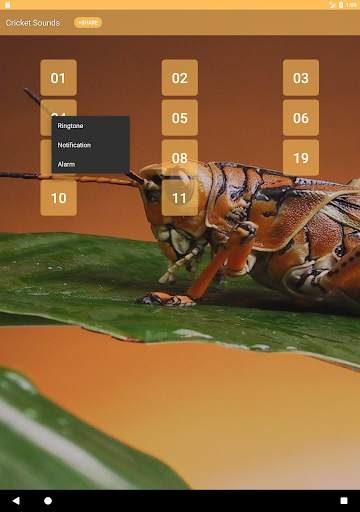 Cricket Sounds screenshot 5