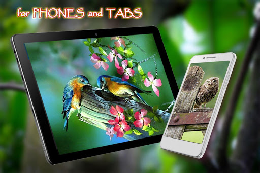 Love Birds Live Wallpaper screenshot 6