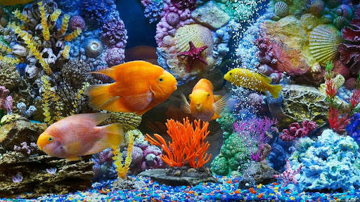 Aquarium Live Wallpaper (Wallpapers & Backgrounds) screenshot 5