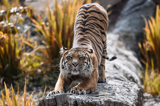 Tigre Live Wallpaper screenshot 5