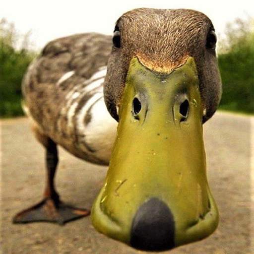 Duck Sounds - Duck Quack Ringtone 1.1