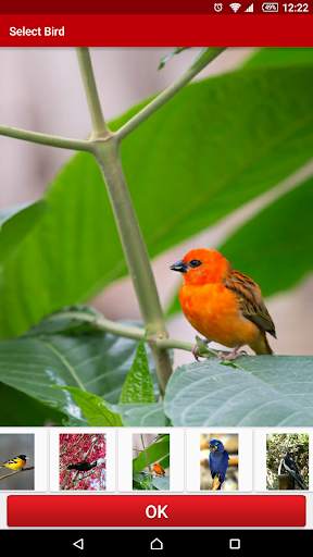 Birds Live Wallpaper FREE screenshot 1