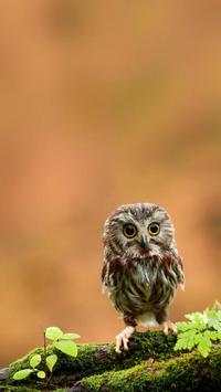 Birds HD Wallpapers स्क्रीनशॉट 8