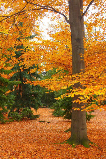 Autumn Wallpaper HD : backgrounds & themes screenshot 8