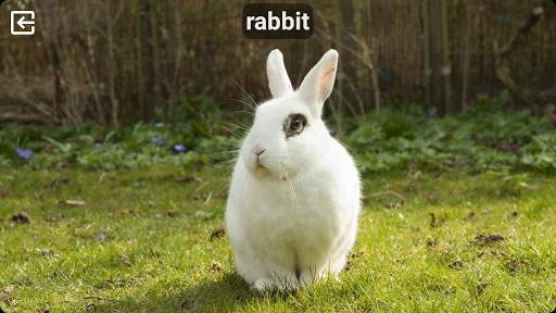 Animal Sounds Free screenshot 5