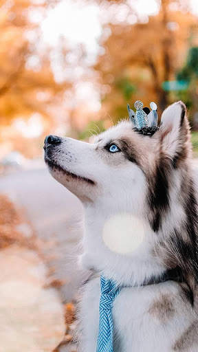 🐕 Husky Wallpapers – Cute Dog Wallpaper screenshot 3
