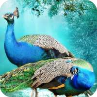 Peacock HD Wallpaper 4K Latest logo