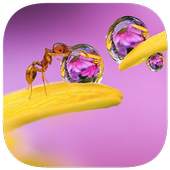 130 Photo Crosswords 1.0.1
