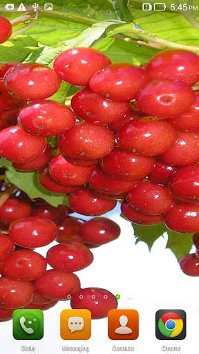 Guelder Rose HD Live Wallpaper screenshot 4