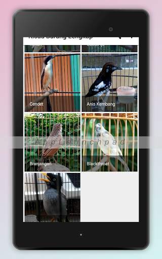 Kicau Burung Terlengkap screenshot 12