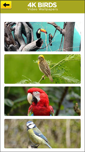 4K Bird live Wallpaper: Birds Wallpaper स्क्रीनशॉट 6